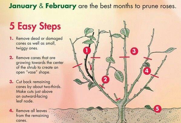 GARDENING: Roses 101: Pruning hybrid tea roses | Valley Women ...