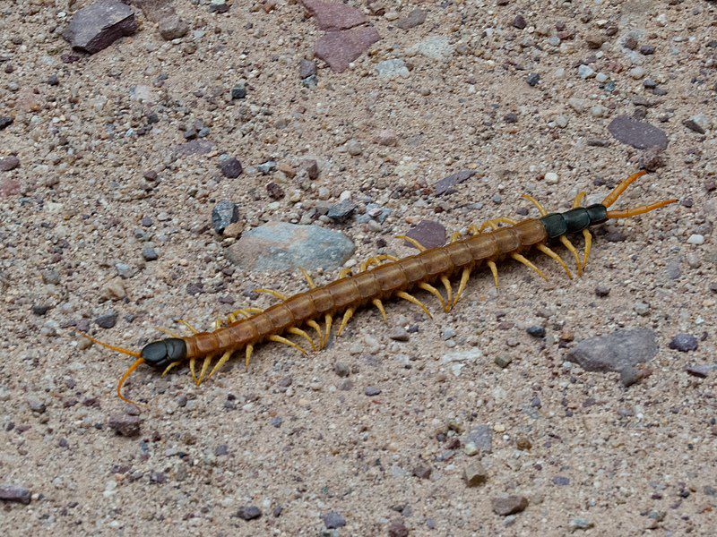 LAND OF EXTREMES: Creepy crawlers of the desert | Local News ...