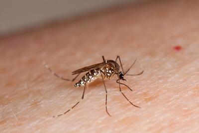 Dead crows test positive for West Nile Virus in San Diego