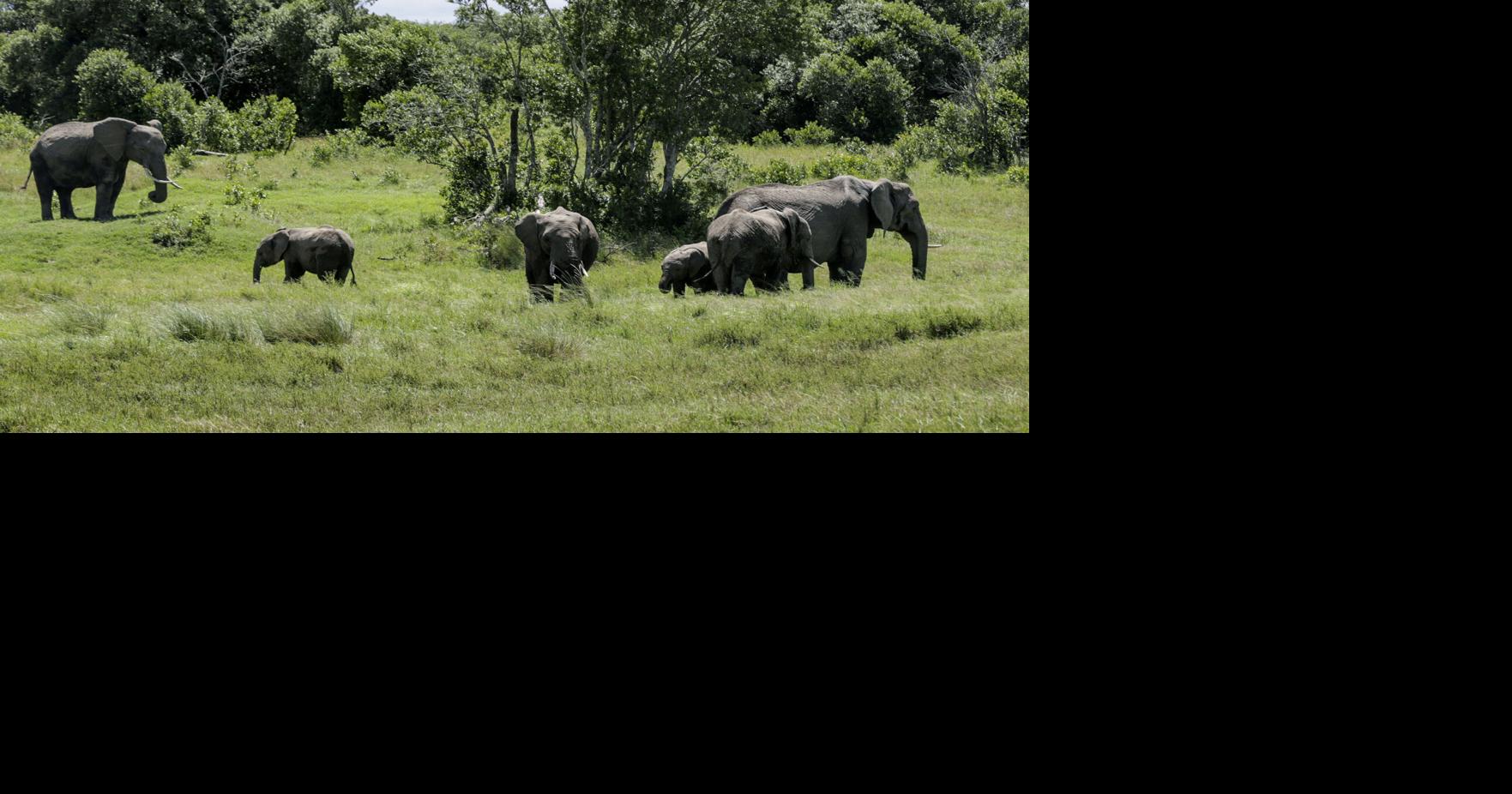 Elephant kills 2 female tourists from the UK and New Zealand in Zambian national park