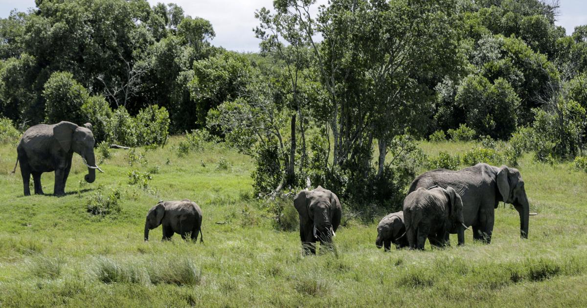 Elephant kills 2 female tourists from the UK and New Zealand in Zambian national park