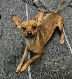 PET OF THE WEEK: Chase