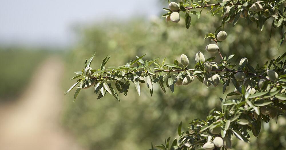 Production forecast shows drop in several state crops