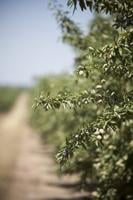 Production forecast shows drop in several state crops