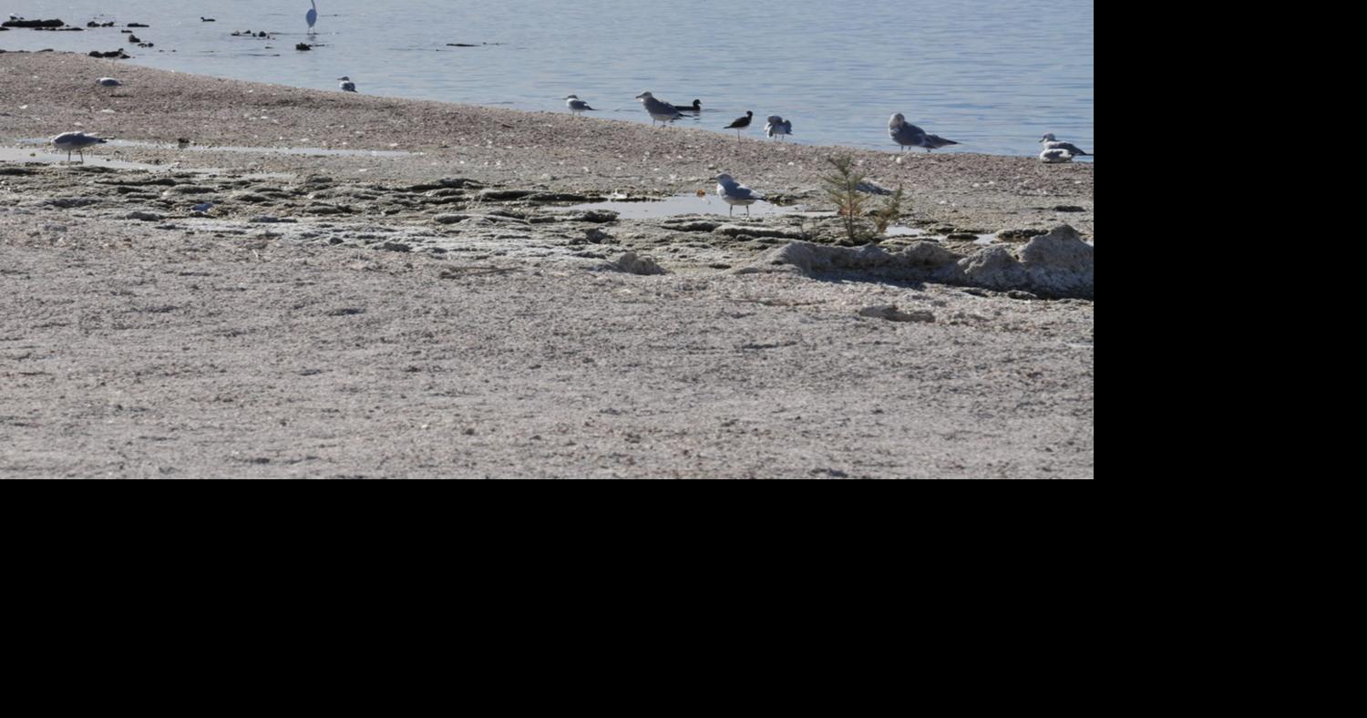 Birding Festival brings awareness to local birds, Salton Sea Local