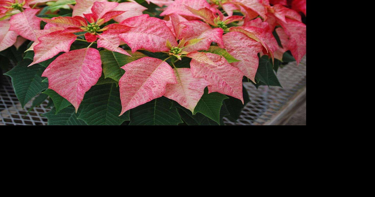 HOME AND GARDEN: Holiday plant legends and lore