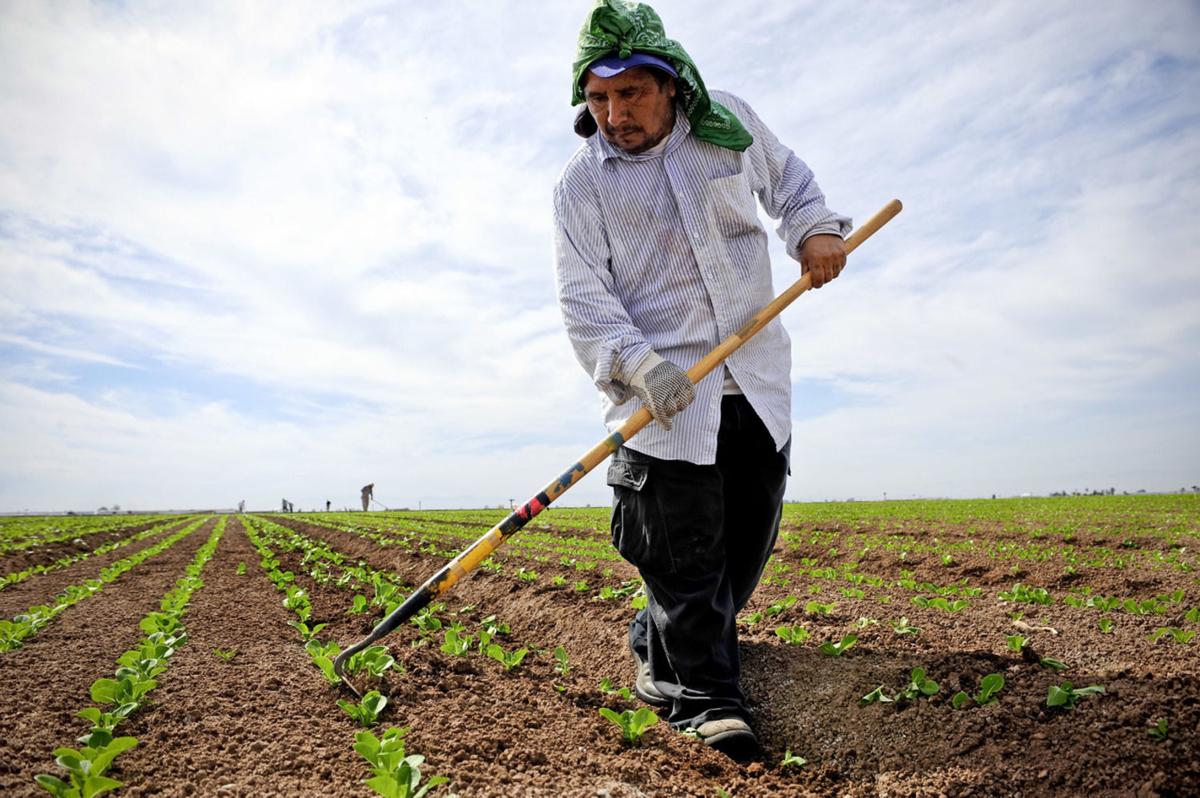 Imperial Valley farmers look ahead at winter vegetable harvest Farm