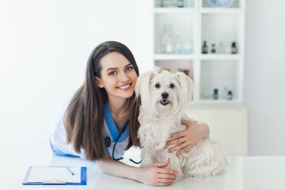 PAWS AND PAGES: Peace of mind pet insurance | Local News ...