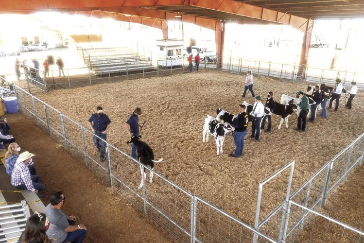 Livestock Grading Show completes 3rd day Local News