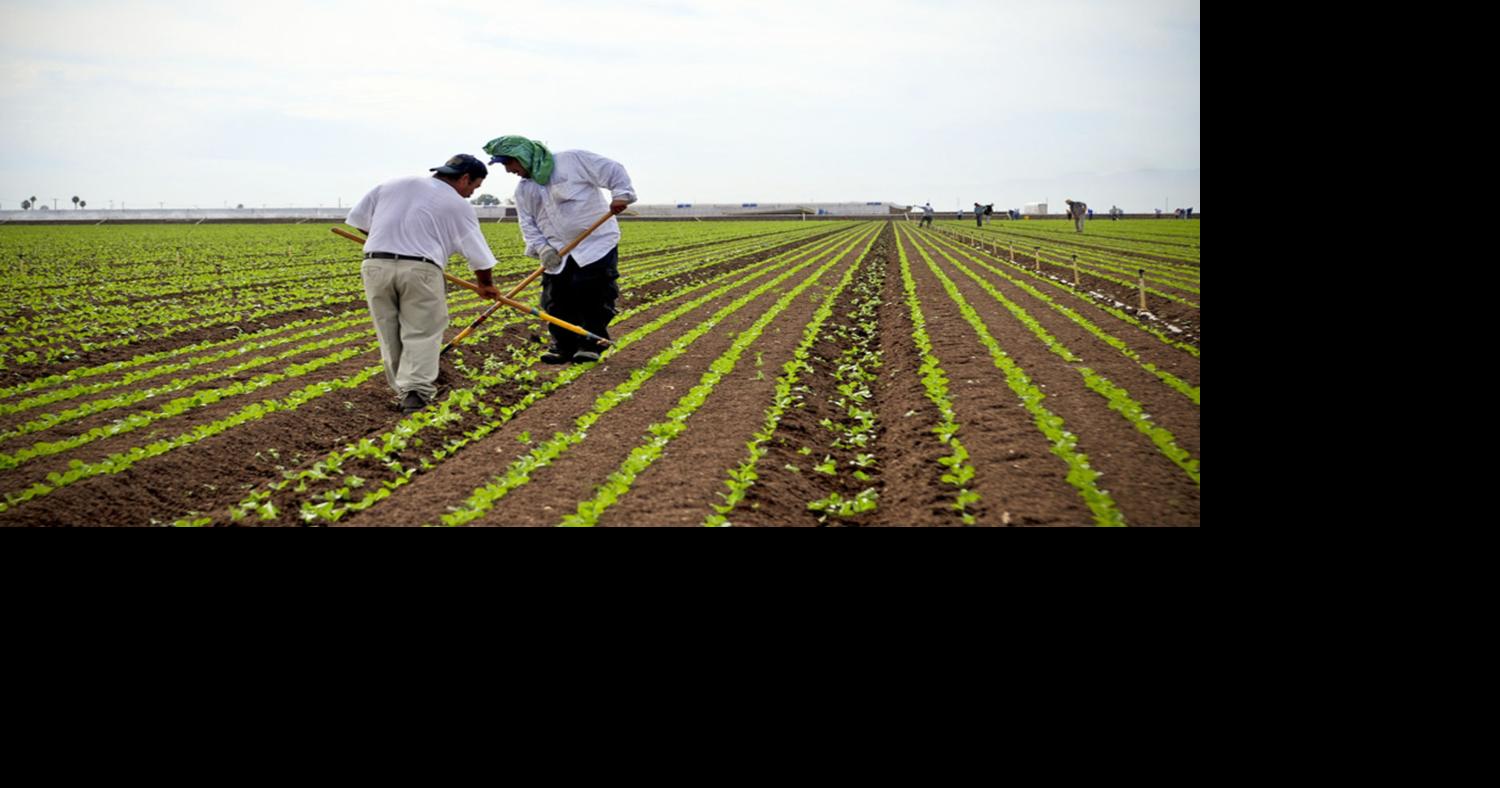 Imperial Valley farmers look ahead at winter vegetable harvest Farm
