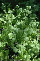 HOME AND GARDEN: Grow, harvest, and enjoy all parts of cilantro