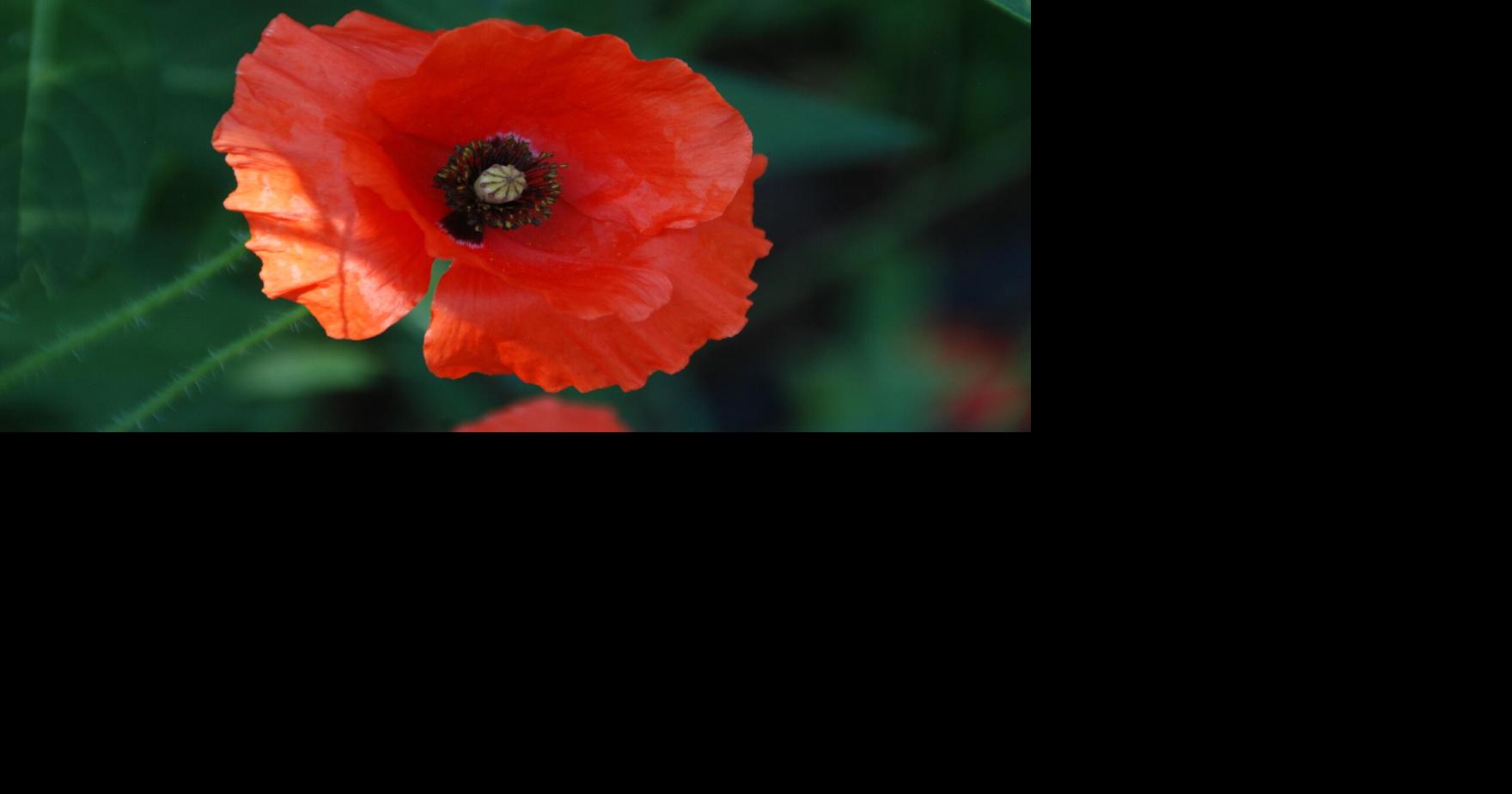 HOME AND GARDEN: The symbolic red poppy | Premium Plus | ivpressonline.com