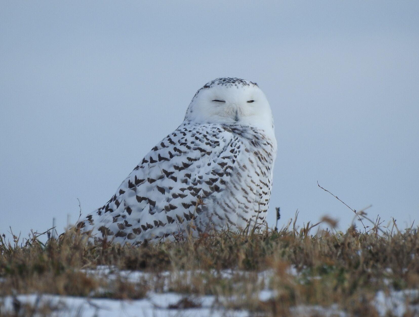 Snowy owls appearing in northeast Wisconsin