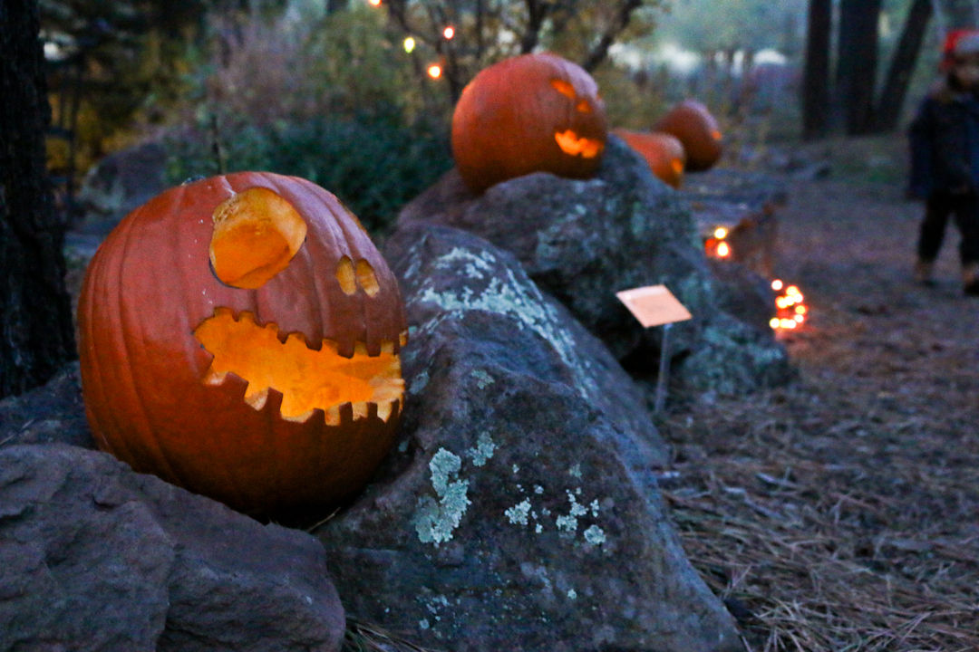 10 24 15 Pumpkin Walk Gallery Jackcentral Org