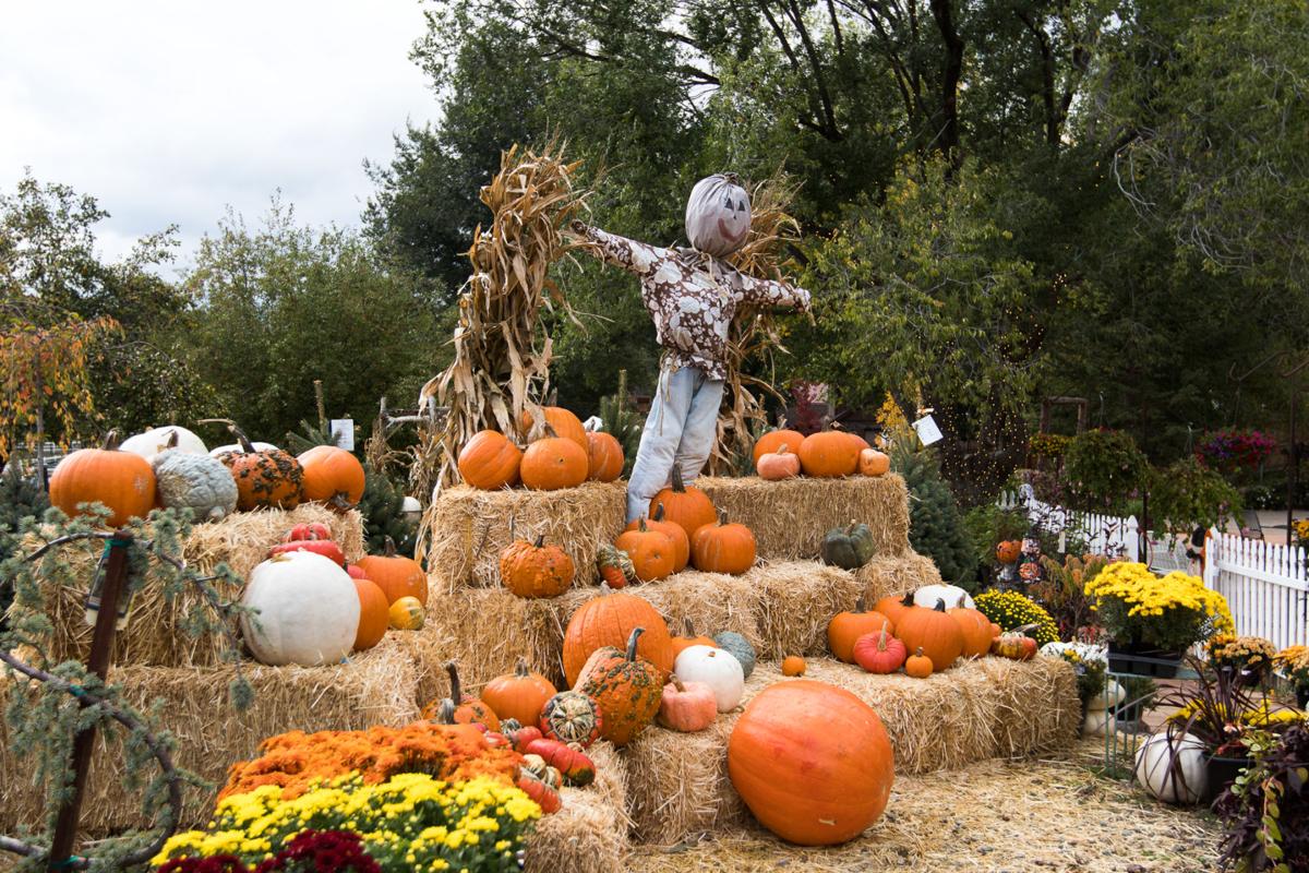 A monster mash at the pumpkin patch