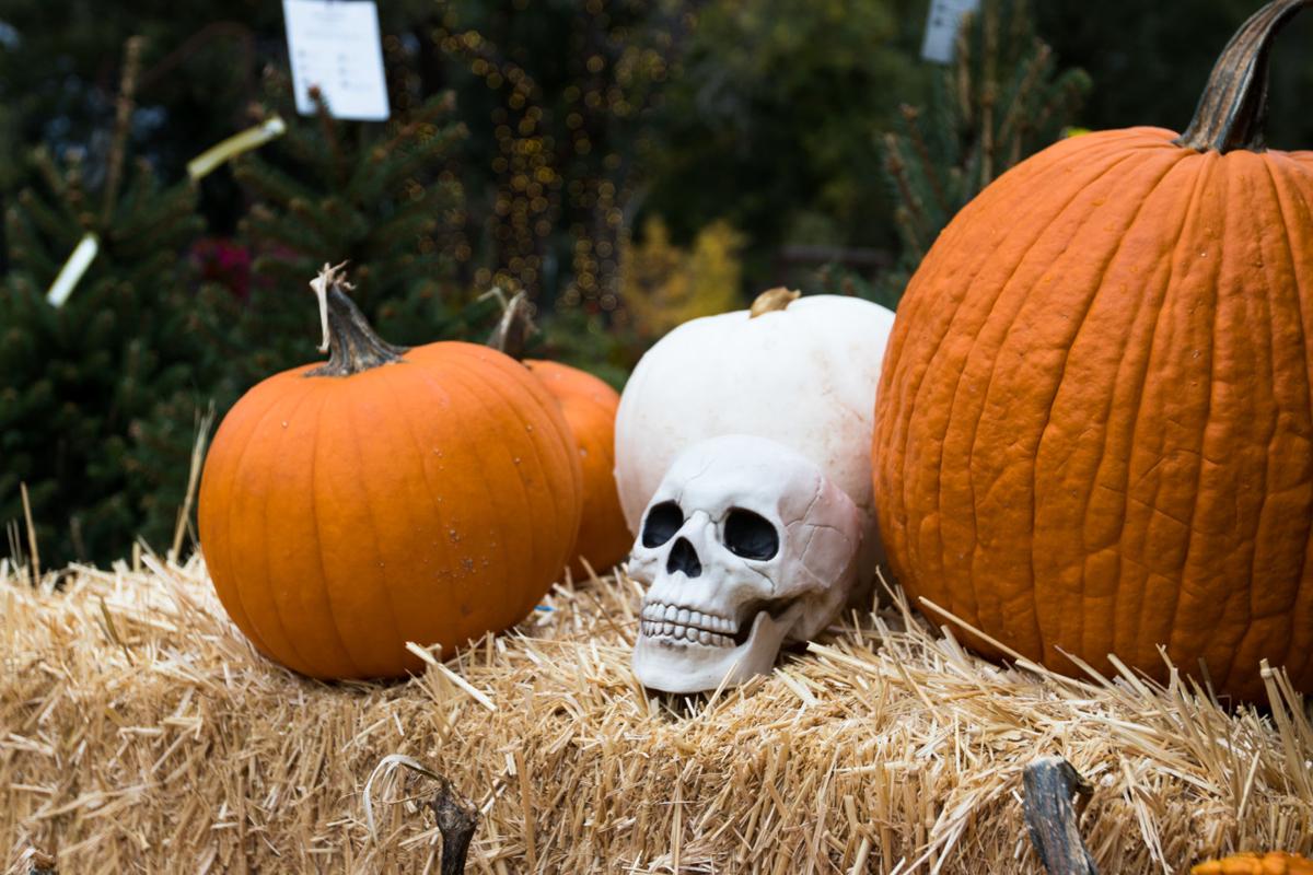 A monster mash at the pumpkin patch