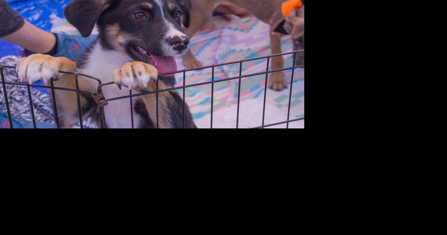 Unclaimed animals have a place at High Country Humane | Features ...