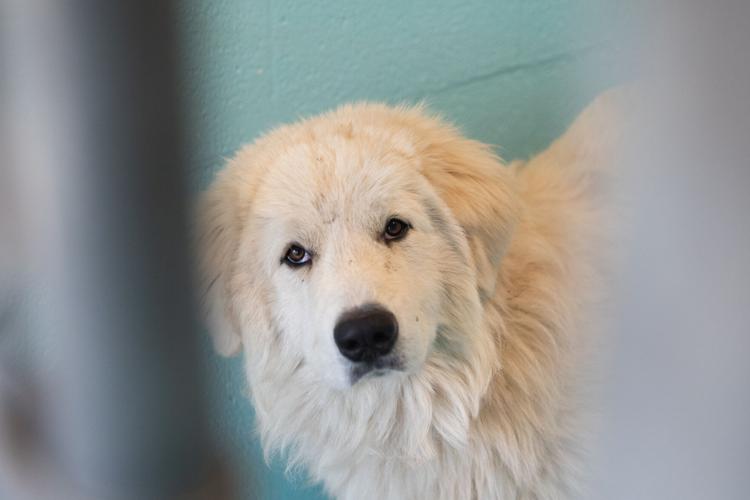 Coconino Humane Society Tunnel Fire Gallery