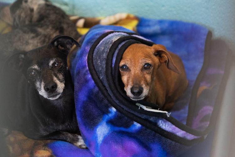 Coconino Humane Society Tunnel Fire Gallery