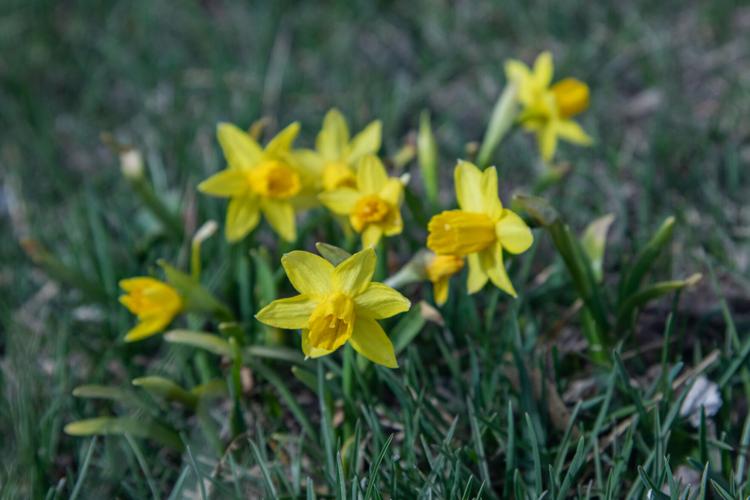 Flowers of Flagstaff Gallery