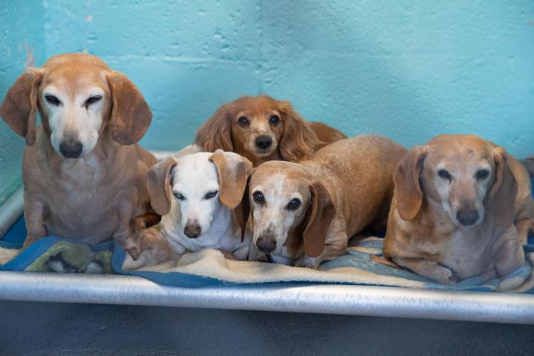 Coconino Humane Society Tunnel Fire Gallery