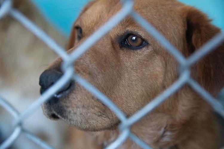 Coconino Humane Society Tunnel Fire Gallery