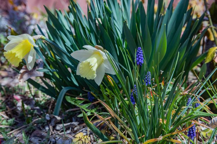 Flowers of Flagstaff Gallery