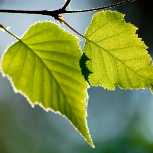 Quiz: Can you determine this tree from its leaf? | House & Garden