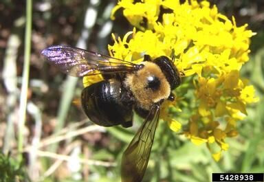 Carpenter Bees Are A Threat To Wooden Structures News Jacksonprogress Argus Com