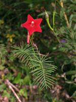 Mystery Plant: Cypress-vine, Ipomoea quamoclit, and Red morning-glory, Ipoomoea coccinea