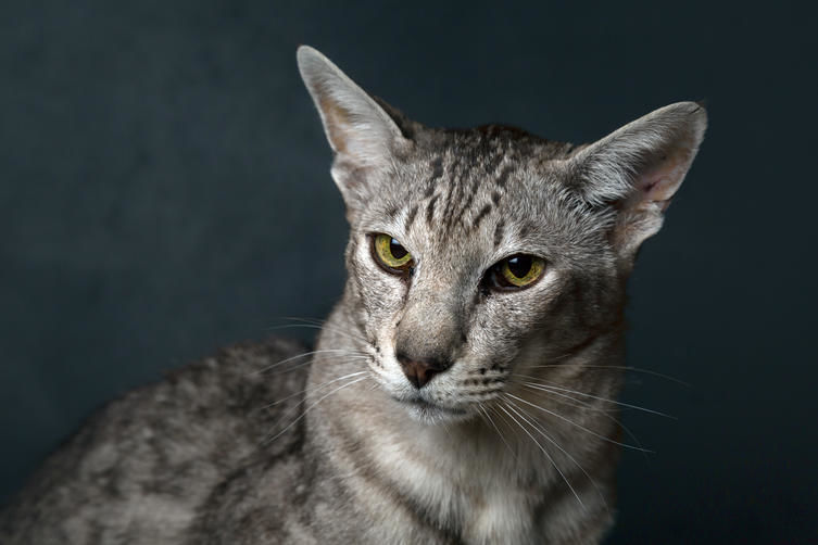 Oriental Shorthair Photo Galleries Jacksonprogress Argus Com Oriental Shorthair Photo Galleries Jacksonprogress Argus Com