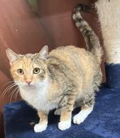 Butts County Adoptable Cats - Week of March 17