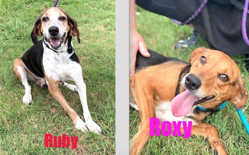Ruby and Roxy.jpg
