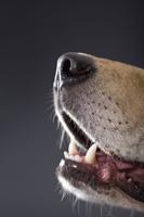 Trained dogs can identify COVID-19 by sniffing skin swabs, study says