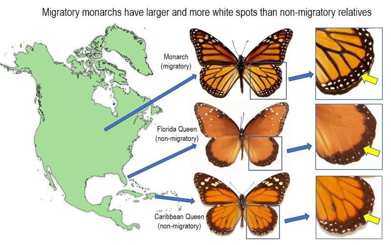 Monarch Butterflies' Signature White Spots May Help Them Fly