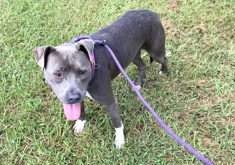Bella Blue.jpg