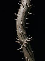 Mystery Plant: Devil’s walking-stick, Aralia spinosa