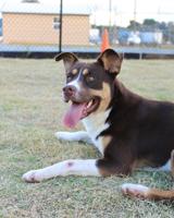 Butts County Adoptable Dogs - Week of February 8