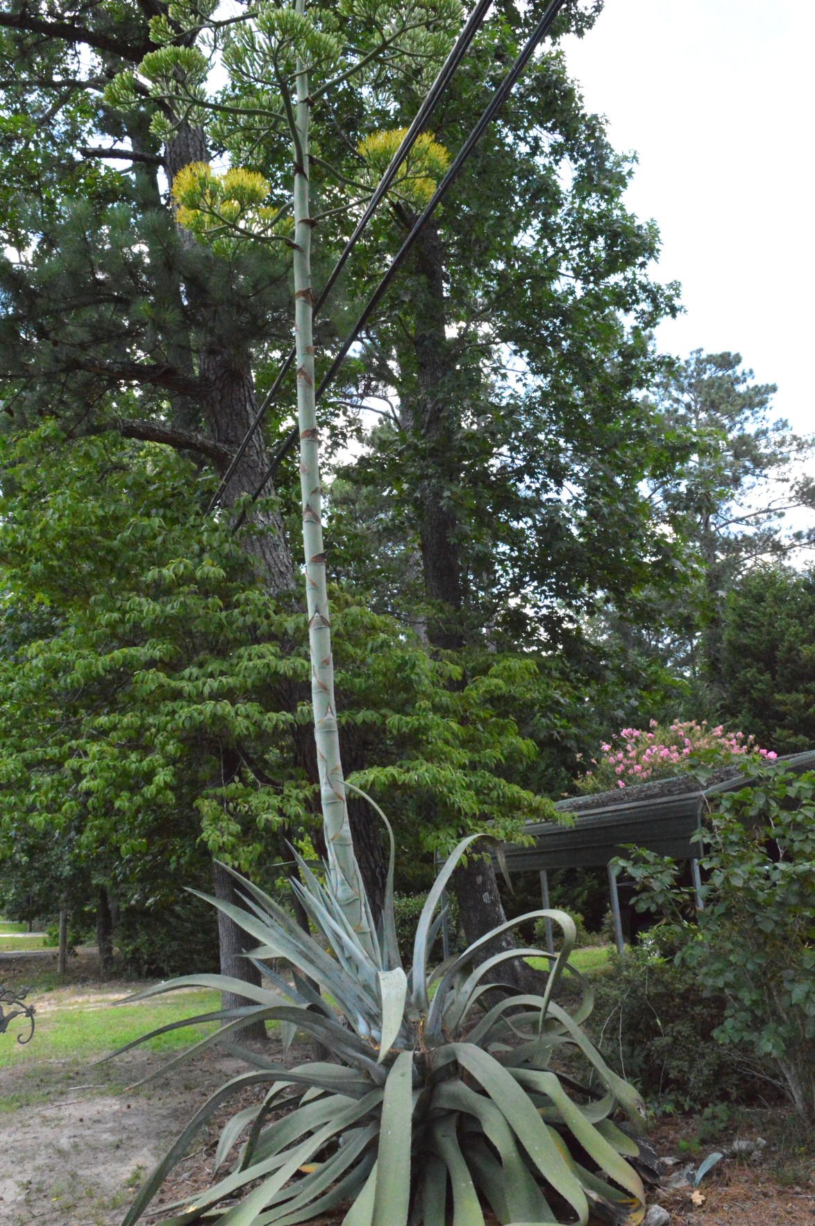 Going Up Century plant blooms in Jackson Features