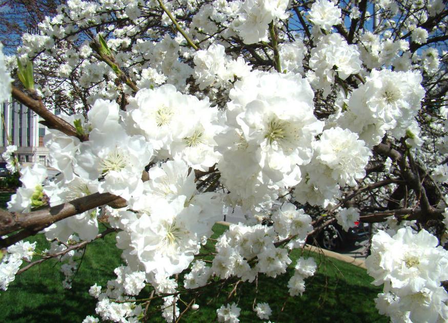 Consumer Qs Flowering Peach Grown For Ornamental Reasons Features Jacksonprogress Argus Com