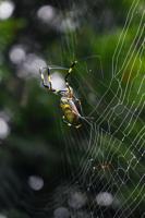 Joro Watch engages citizen-scientists to study future of Joro spiders