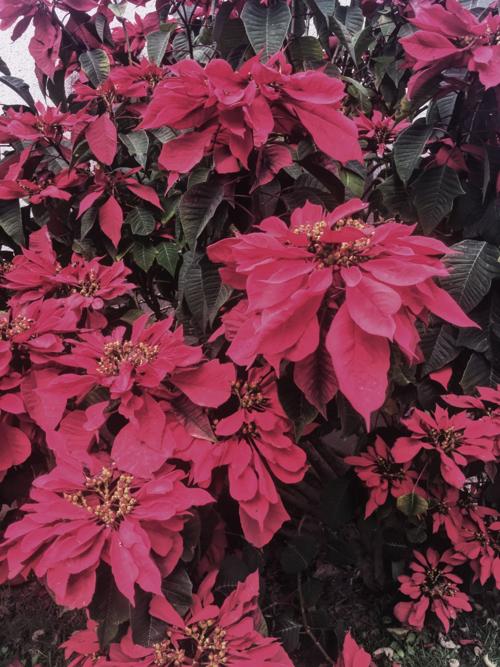 Add flora.