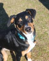 Butts County Adoptable Dogs - Week of March 2