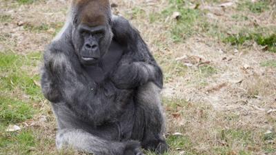 Ozzie, the world's oldest male gorilla, has died at Zoo Atlanta
