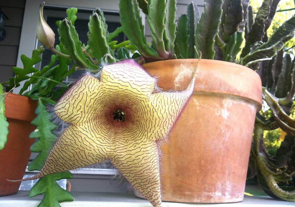 Stapelia known for odor, star-shaped flowers | Food & Recipes |  