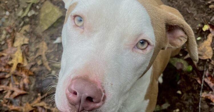 Butts County Adoptable Dogs - Week of November 9 | Jackson Progress ...