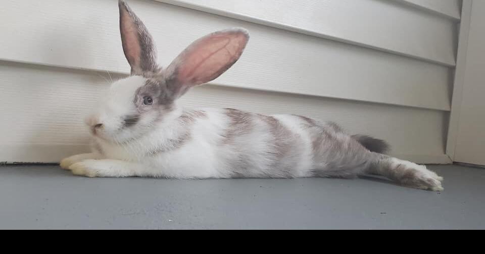 PHOTOS Furry friend Friday, check out these local pets Jackson