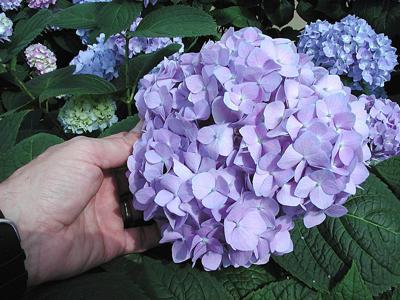 Expert Advice Wilted Leaves Aren T Always A Sign A Plant Needs Water Features Jacksonprogress Argus Com