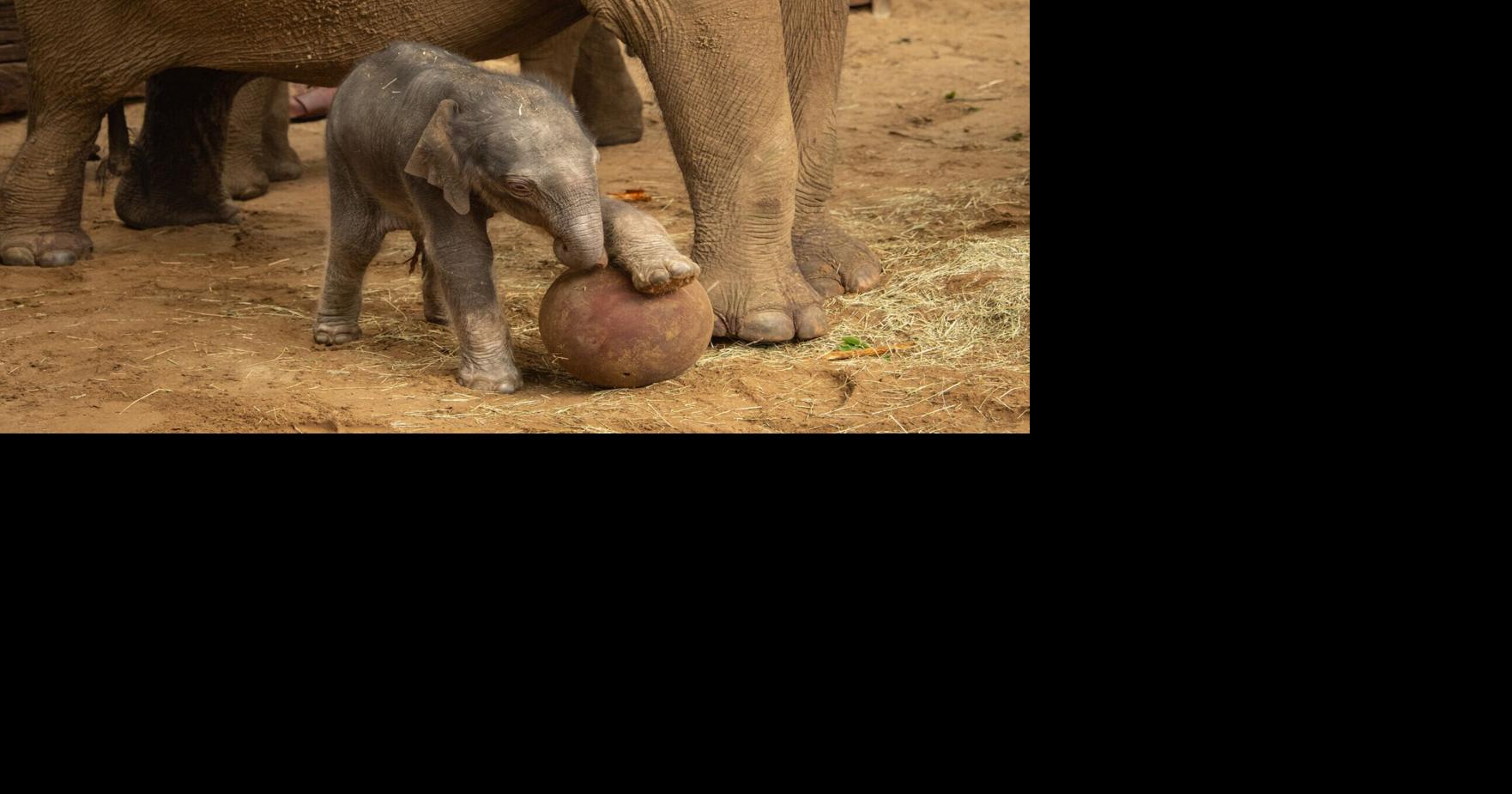 World Cup Brings Joy: Baby Elephant Kicks Around Ball at Whipsnade Zoo