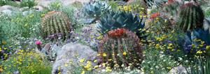 Xeriscaping
